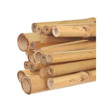 We grow all of our bamboo at our central florida nursery. Natural First Cut Premium Bamboo Stakes Bundle