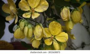 Image result for Senna macranthera