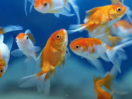 We did not find results for: Breeding And Culture Of Goldfish How To Raise Ornamental Fish