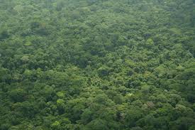 Image result for Landolphia bruneelii