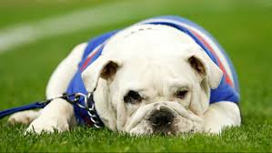 32 during home games, caesar has a reserved area at the footscray end (gate 7), where fans can come and give him a pat and have their photo taken. Doggone Final Siren Sounds On Western Bulldogs Mascot Sid Sporting News Australia