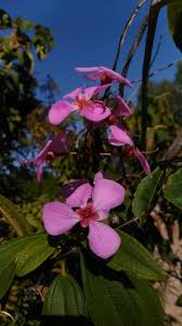 Image result for Dichaetanthera erici-rosenii