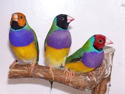 Finches: Colorful and Active - Everything Birds Online