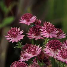 Image result for Astrantia major `Roma`