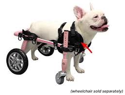 Front Neoprene Harness For Quad Walkin Wheels Wheelchair Perros