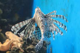 Zoo Wroclaw Dolny Slask Poland Underwater Fish Marine Fish Fish Pet