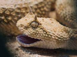 Portrait Of A Horned Desert Viper Viper Snake Snake Pit Viper