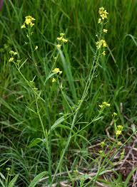 Image result for Brassica juncea
