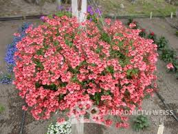 Image result for ostruhatka