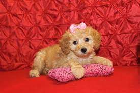 Check spelling or type a new query. Mini Labradoodle Tlc Puppy Love