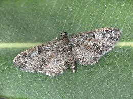 Image result for Eupithecia dodoneata