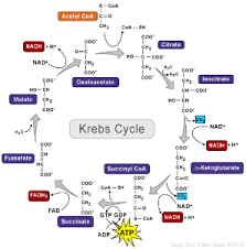 Energy Iii Cellular Respiration Krebs Cycle And Electron