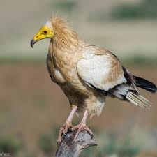 The egyptian vulture ( neophron percnopterus ), also called the white scavenger vulture or pharaoh's chicken , is a species of small old world vulture and the only member of the genus neophron. Egyptian Vulture Facts Diet Habitat Pictures On Animalia Bio