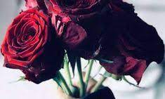 برودكاست حب قوية لكل العشاق cabbage rose plants