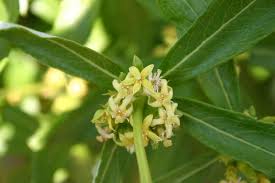 Image result for Fadogia fuchsioides