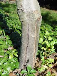 Check spelling or type a new query. Healing Your Winter Damaged Yard Garden Housecalls