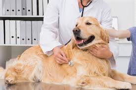 Unfortunately, one of the most common initial signs of hemangiosarcoma involves sudden collapse due to massive internal bleeding, usually from a ruptured spleen. How Do You Know Whether Your Dog Has Liver Disease