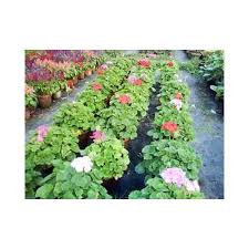 We did not find results for: Flowering Plants Exora Flowering Plant Manufacturer From Kolkata