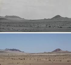 Image result for Limeum argute-carinatum