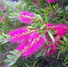 Image result for Callistemon