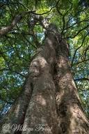 Image result for Drypetes gerrardii