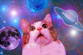 Mit katzen in den fruhling freebie katzen desktop hintergrund minnja. Funny Space Cat Wallpaper 1600x1062 Id 51294 Funny Cat Wallpaper Cat Wallpaper Space Cat