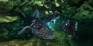 Image result for Coelachne africana