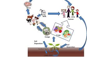 Numerous regulations mandated through intergovernmental organizations provide a framework for the market, but social input further raises these standards through the. Terrestrial Food Chain Pathways Download Scientific Diagram