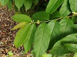 Image result for Flueggea