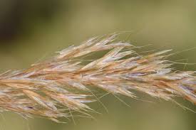 Image result for Cenchrus trisetus