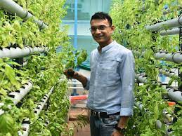 Terrace gardens are a growing phenomenon in the city. Plants Grow What You Want To Eat Right On Your Terrace In Chennai Chennai News Times Of India