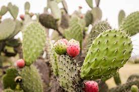 Aloe vera for arthritis, arthritis is a painful phenomenon that affects the joints of the body. What People With Arthritis Should Know About Nopalea