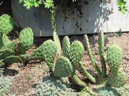 Opuntia basilaris, the beavertail cactus or beavertail prickly pear, is a cactus species found in the southwest united states. Beavertail Prickly Pear Cactus Opuntia Basilaris In Houston Texas Tx At Buchanan S Native Plants
