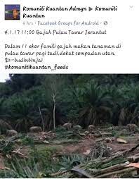 Flora dan fauna pulau sumatera. Kepupusan Flora Dan Fauna Di Malaysia Mesra Alam Isu Isu Pembangunan Mampan Flora Fauna Hutan Hujan Tropika Di Malaysia Boleh Dibahagikan Kepada Dua Kelas Iaitu Hutan Campuran Dan Hutan Dominan Tunggal