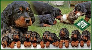 Gordon setter (7) greyhound (2) groenendael (1) havaneser (142) havapoo (15). Gordon Setter Www Pointer Und Setter De