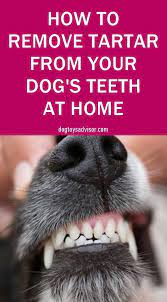 How To Clean Tartar From A Dog S Teeth With No Vet Dog Teeth Cleaning Dog Teeth Your Dog