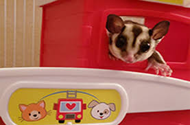 A Definitive Guide To Sugar Gliders Sugar Glider Zone Sugarglider Care