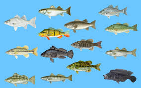 Check spelling or type a new query. Types Of Bass In North America A Simple Guide