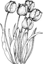 Realistic Tulip Coloring Sheet Flower Drawing Flower Coloring Pages Coloring Pages