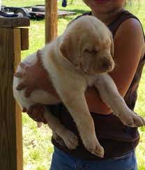 Please contact us for availability or to be placed on waiting list. Akc Labrador Puppies For Sale In Wills Point Texas Classified Americanlisted Com