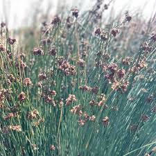 Image result for Juncus
