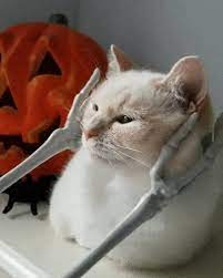 How Nice It Is Funny Cat Videos Cute Cat Gif Cats
