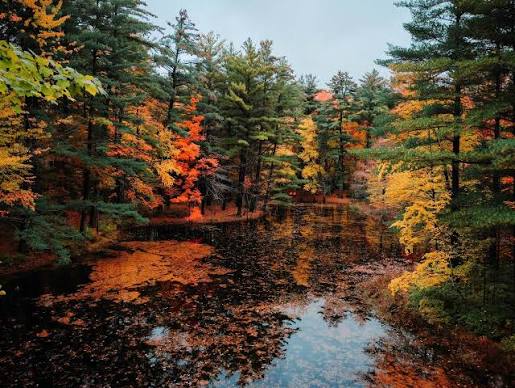 Where Are the Best Places to See Fall Color in Bay City, Frankenmuth,  Midland, and Saginaw, MI? | Go Great Lakes Bay