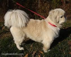 Solid white pekingese were highly prized by the chinese and are still popular today. Pekingese Dog Breed Pictures 1