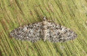 Image result for Eupithecia dodoneata