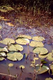 Image result for Nymphaea heudelotii