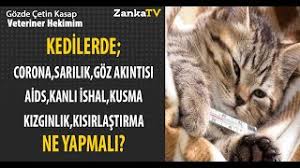 Kedilerde Corona Sarilik Goz Akintisi Aids Kanli Ishal Kusma Kizginlik