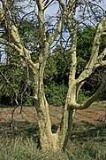 Image result for Afrocanthium pseudorandii