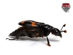 Les Necrophores Sont Des Insectes Necrophages