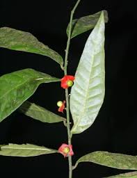 Image result for Heisteria